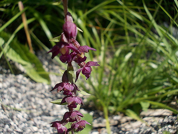 kruštík tmavočervený pravý Epipactis atrorubens subsp. atrorubens (Hoffm.) Besser