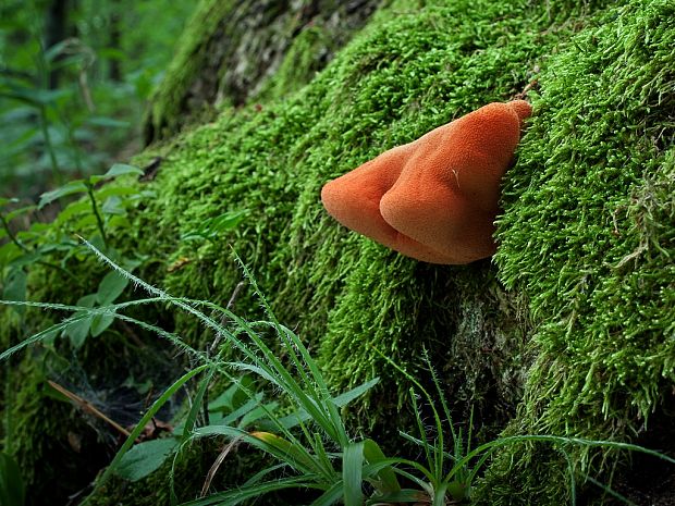 pečeňovec dubový Fistulina hepatica (Schaeff.) With.