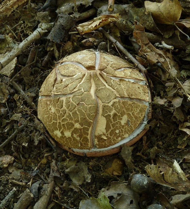 hviezdovka vlasatá Geastrum melanocephalum (Czern.) V.J. Staněk