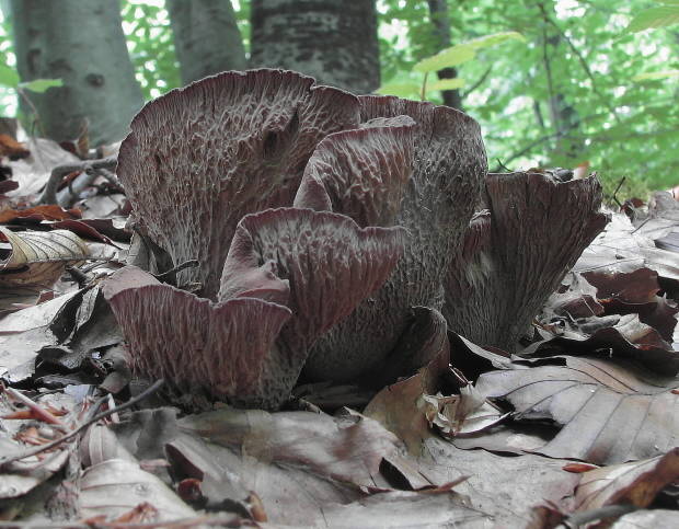 lievikovec kyjakovitý Gomphus clavatus (Pers.) Gray