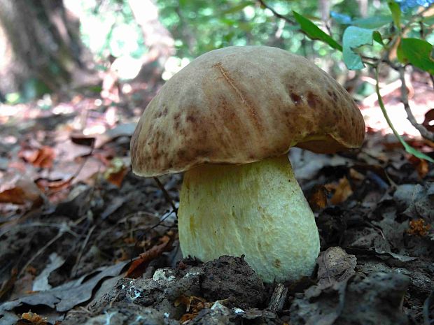 hríb jamkatý Hemileccinum depilatum (Redeuilh) Šutara