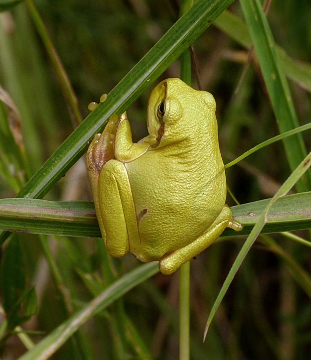 rosnička zelená Hyla arborea (Czern.) V.J. Staněk