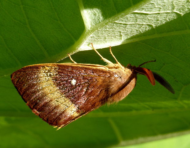 priadkovec dubový Lasiocampa quercus Linnaeus, 1758