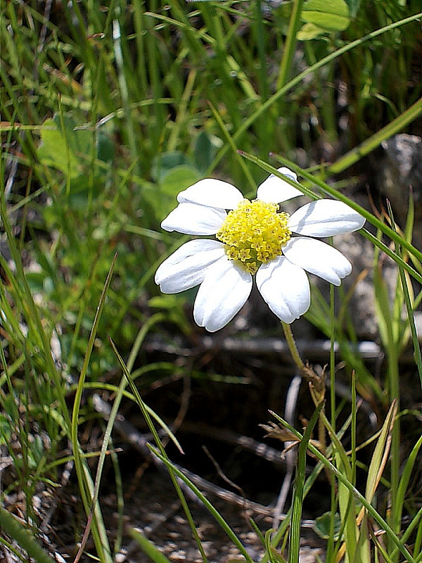 margaréta okrúhlolistá Leucanthemum waldsteinii (Sch. Bip.) Pouzar