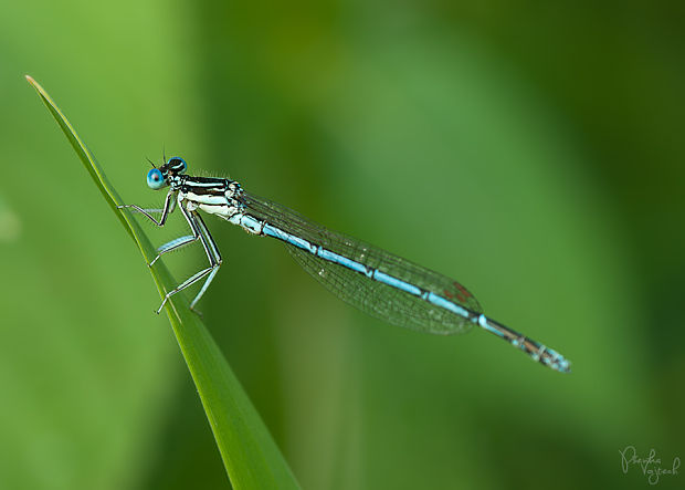 šidielko ploskonohé Platycnemis pennipes