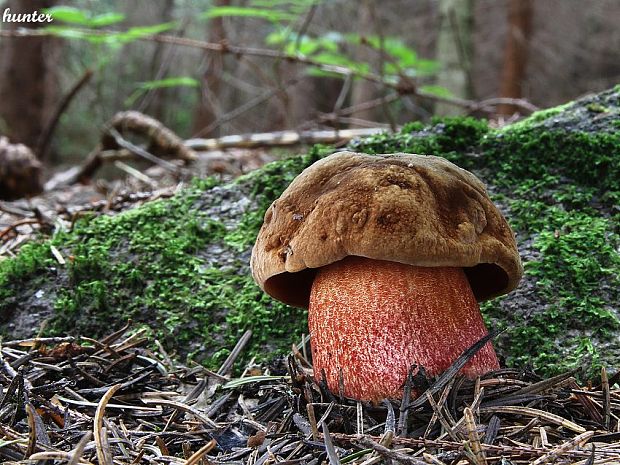 hríb zrnitohlúbikový Sutorius luridiformis (Rostk.) G. Wu & Zhu L. Yang