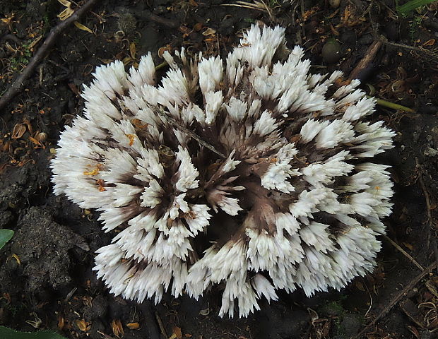 plesňovka belavohnedá Thelephora penicillata (Pers.) Fr.