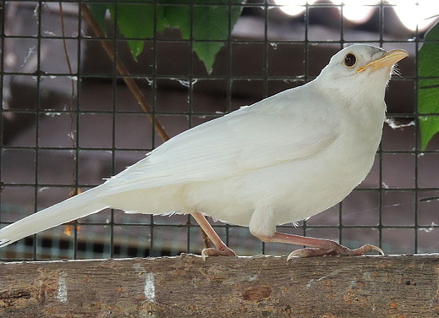 kos černý Turdus merula