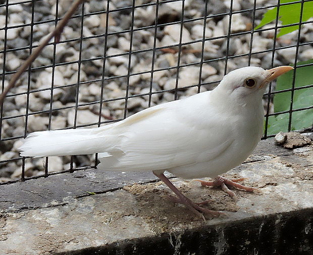 kos černý Turdus merula