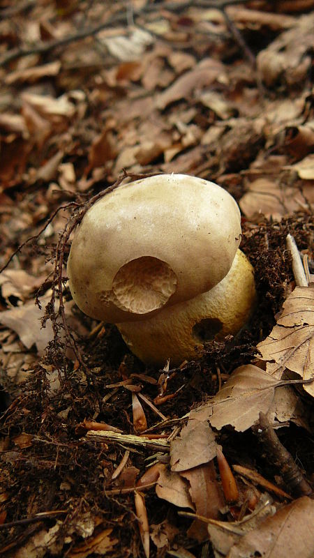 podhríb žlčový Tylopilus felleus (Bull.) P. Karst.