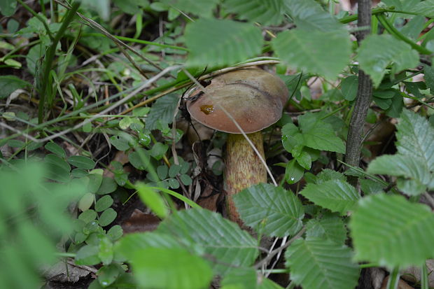 suchohríb Xerocomus sp.