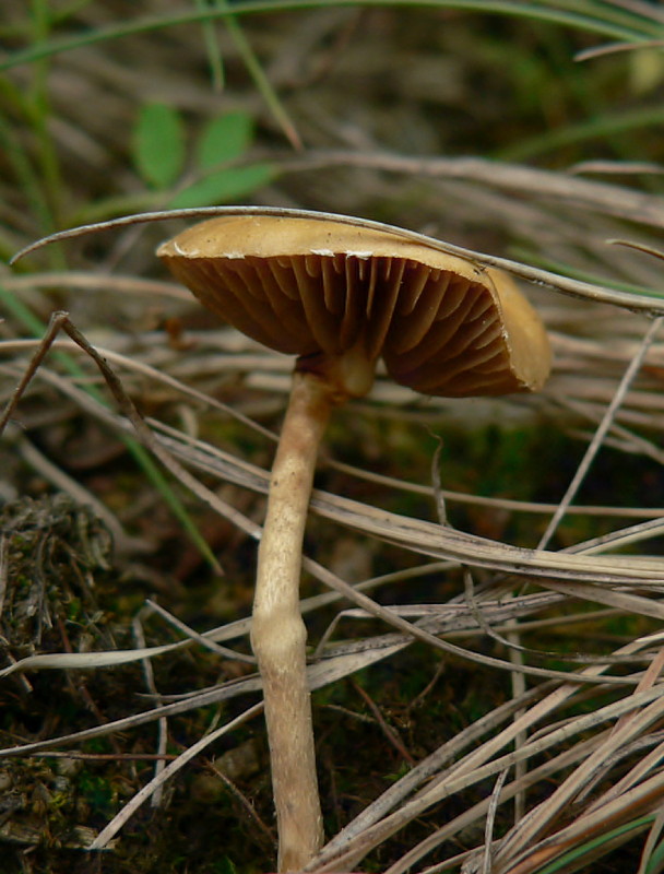 poľnička polguľovitá Agrocybe pediades (Fr.) Fayod