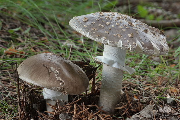 muchotrávka hrubá Amanita excelsa (Fr.) Bertill.