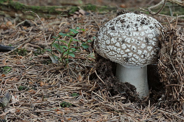 muchotrávka hrubá Amanita excelsa (Fr.) Bertill.