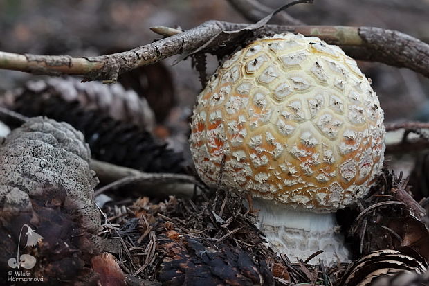 muchotrávka červená Amanita muscaria (L.) Lam.