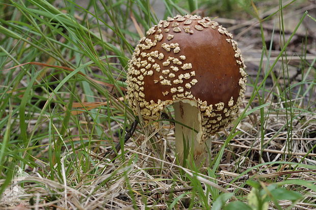 muchotrávka kráľovská Amanita regalis (Fr.) Michael