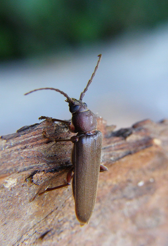 fúzač hnedý Arhopalus rusticus