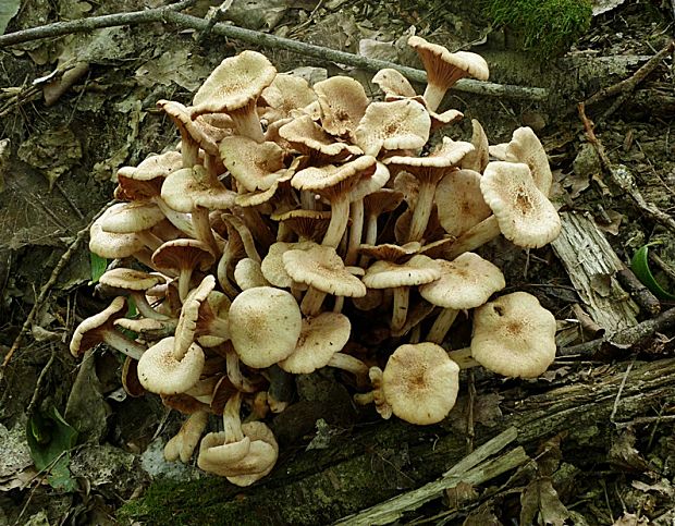 podpňovka bezprsteňová Armillaria socialis (DC.) Fayod