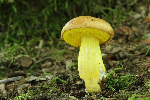 zlatohríb úhľadný Aureoboletus gentilis (Quél.) Pouzar