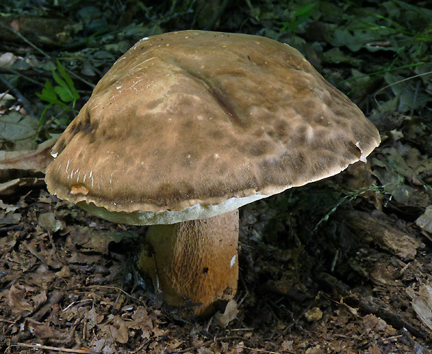 hríb bronzový Boletus aereus Bull. ex Fr.