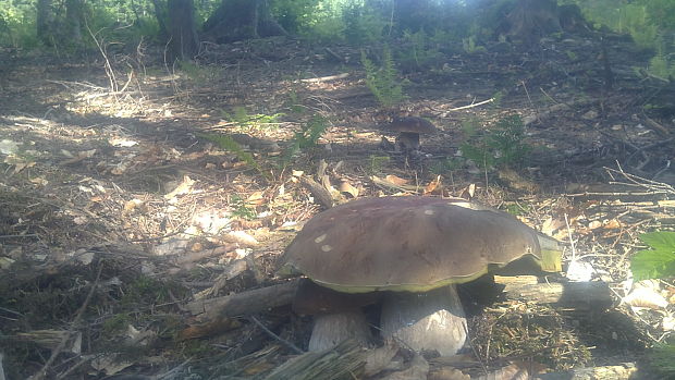 hríb smrekový Boletus edulis Bull.