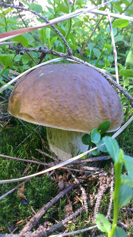 hríb smrekový Boletus edulis Bull.