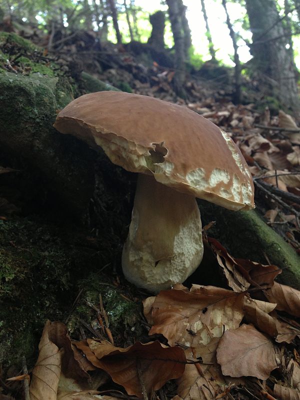 hríb smrekový Boletus edulis Bull.