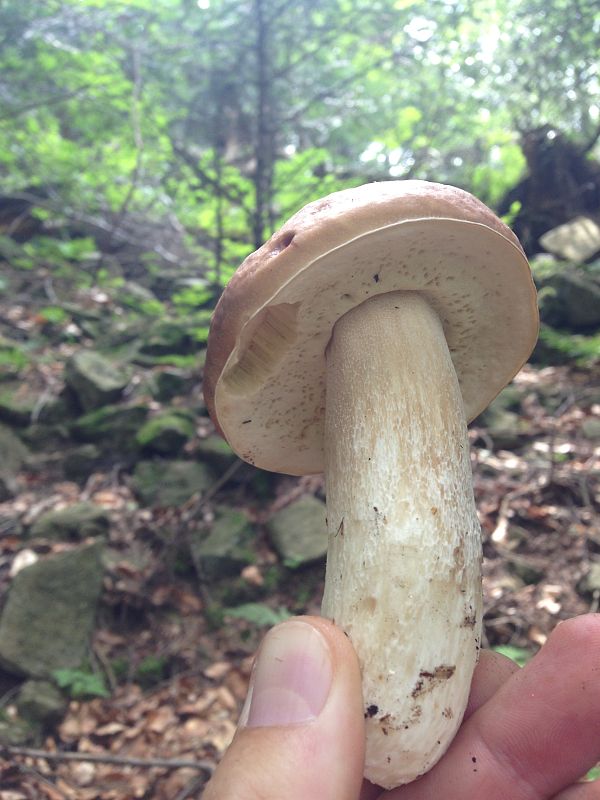 hríb smrekový Boletus edulis Bull.