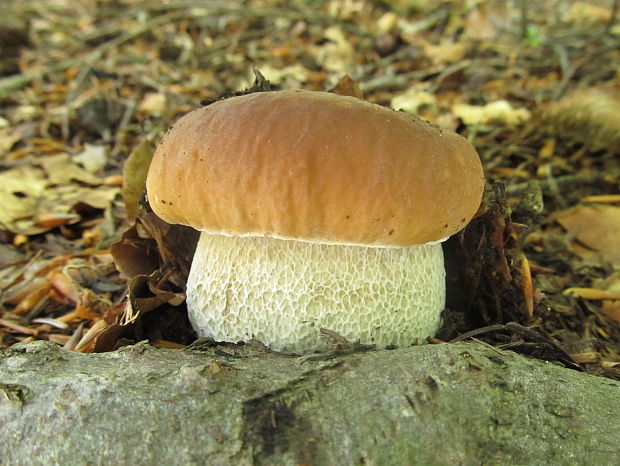 hríb smrekový Boletus edulis Bull.