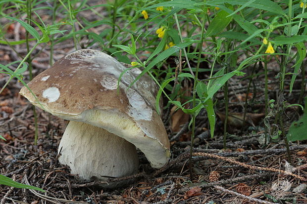 hríb smrekový Boletus edulis Bull.