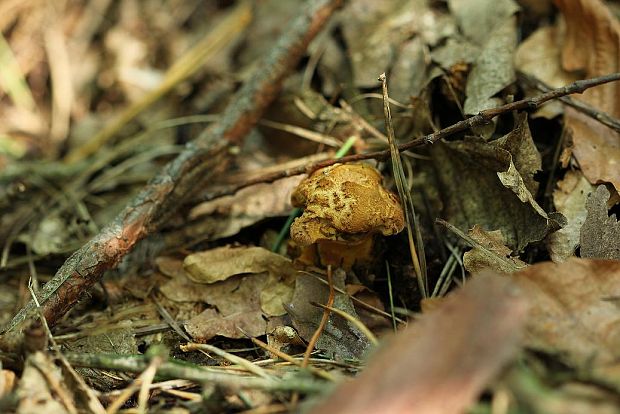 žltavec drevový Buchwaldoboletus lignicola (Kallenb.) Pilát