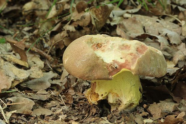 hríb nádherný Butyriboletus fuscoroseus (Smotl.) Vizzini & Gelardi