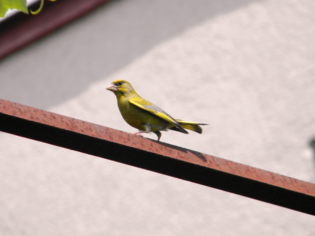 zelienka obyčajná Carduelis chloris