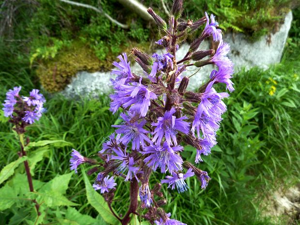 mliečivec alpínsky Cicerbita alpina (L.) Wallr.