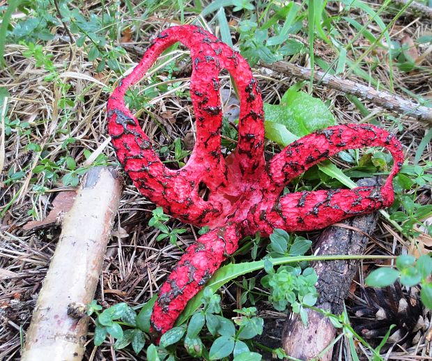 mrežovka kvetovitá Clathrus archeri (Berk.) Dring