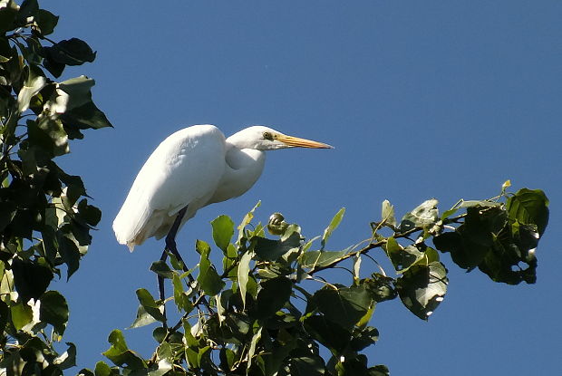 volavka biela Egretta alba