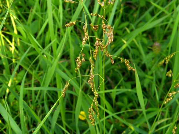 tomkovica vonná Hierochloë odorata