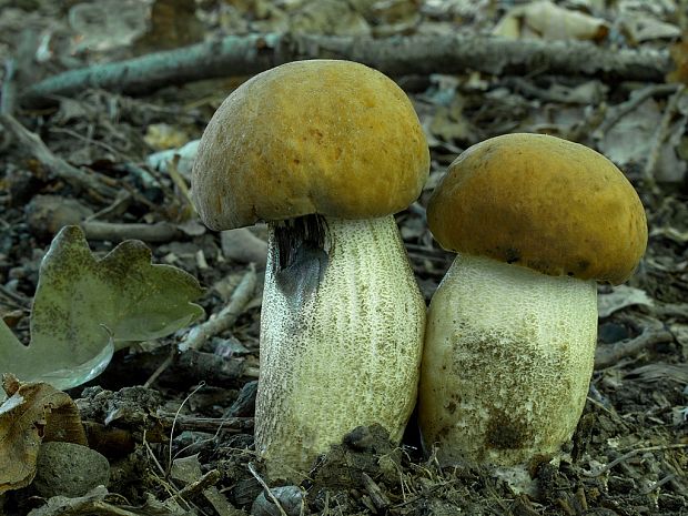 kozák žltopórový Leccinellum crocipodium (Letell.) Della Maggiora & Trassinelli