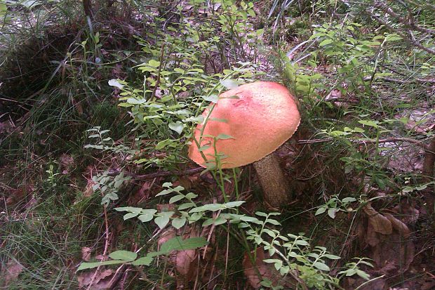 kozák osikový Leccinum albostipitatum den Bakker & Noordel.