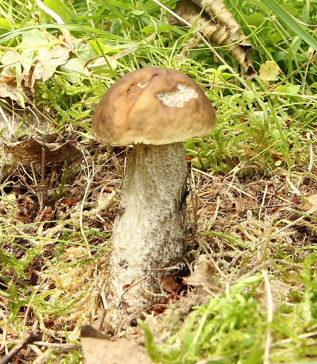 kozák hrabový Leccinum pseudoscabrum (Kallenb.) Šutara