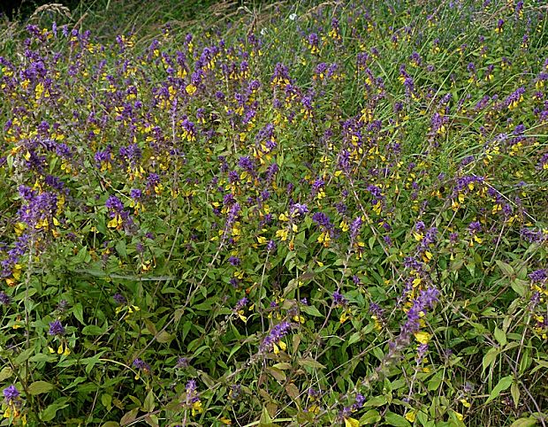 čermeľ hájny Melampyrum nemorosum var. praecox Štech