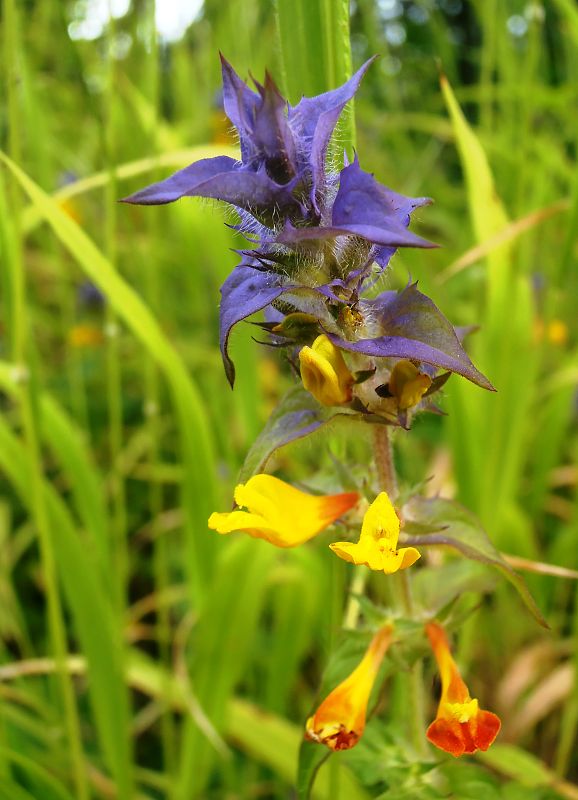 čermeľ hájny Melampyrum nemorosum L.