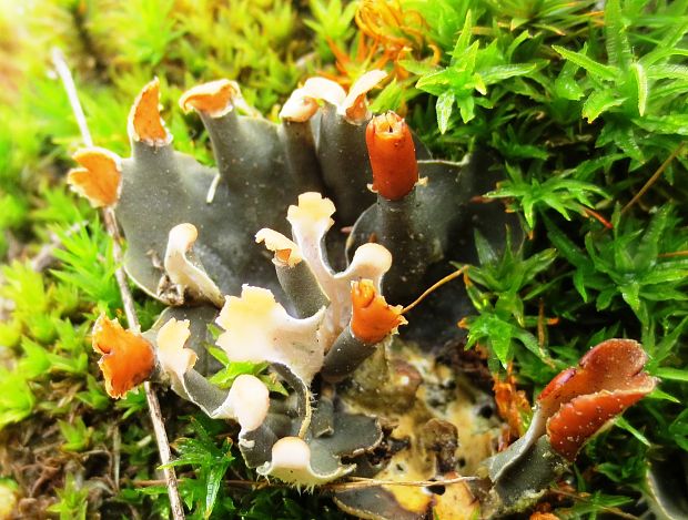 štítnatec Peltigera sp.