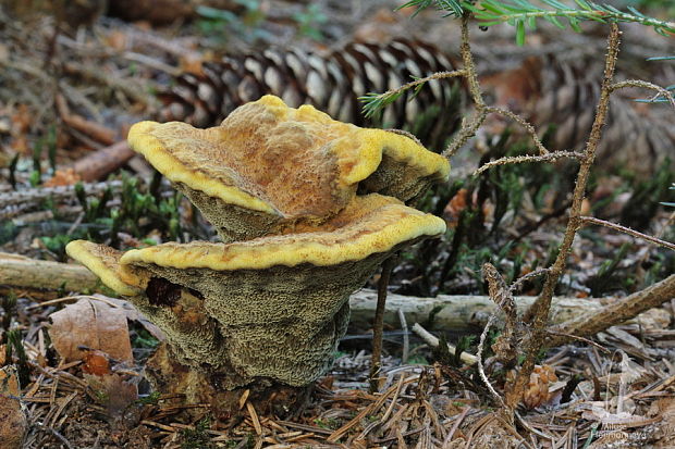 hnedák Schweinitzov Phaeolus schweinitzii (Fr.) Pat.