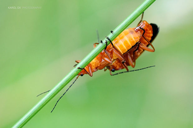 snehuľčík žltý Rhagonycha fulva