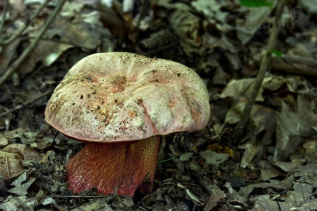 hríb purpurový Rubroboletus rhodoxanthus Kuan Zhao &amp; Zhu L. Yang