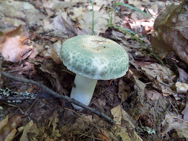 plávka zelenkastá Russula virescens (Schaeff.) Fr.