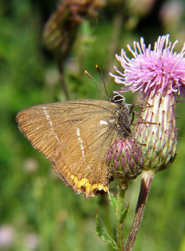 ostrožkár trnkový Satyrium spini