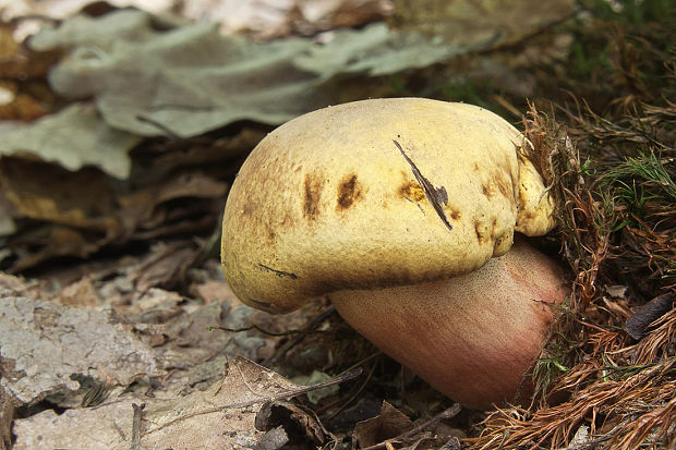 hríb zrnitohlúbikový Sutorius luridiformis (Rostk.) G. Wu & Zhu L. Yang