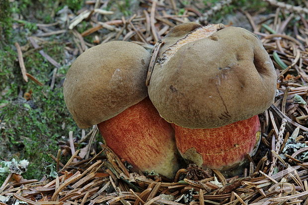 hríb zrnitohlúbikový Sutorius luridiformis (Rostk.) G. Wu & Zhu L. Yang